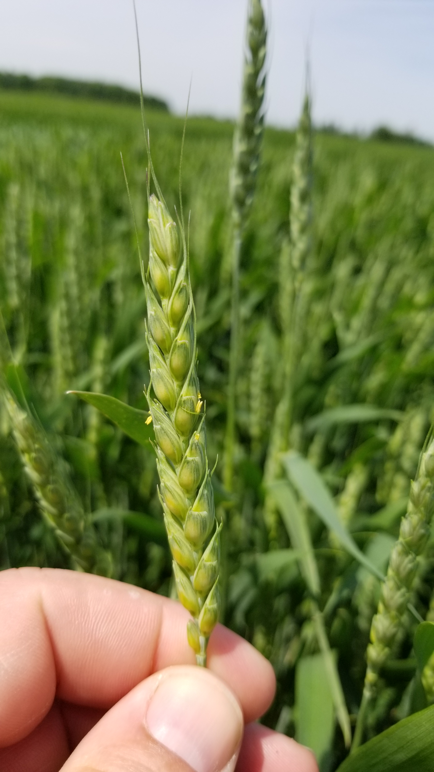 Wheat at Feekes 10.5.1